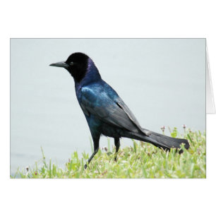  Kaart van de zwarte vogelkroon