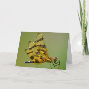 Kaart van gouddragonfly