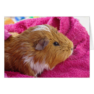 Kaart voor cavia-bad