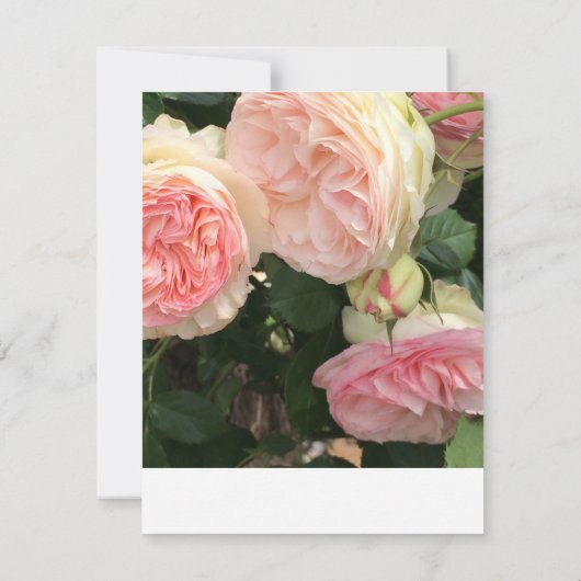 Kaart voor roze en crème Roos (Achterkant)