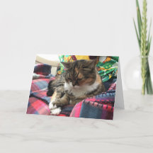 kaart voor snel herstel van kitten #2