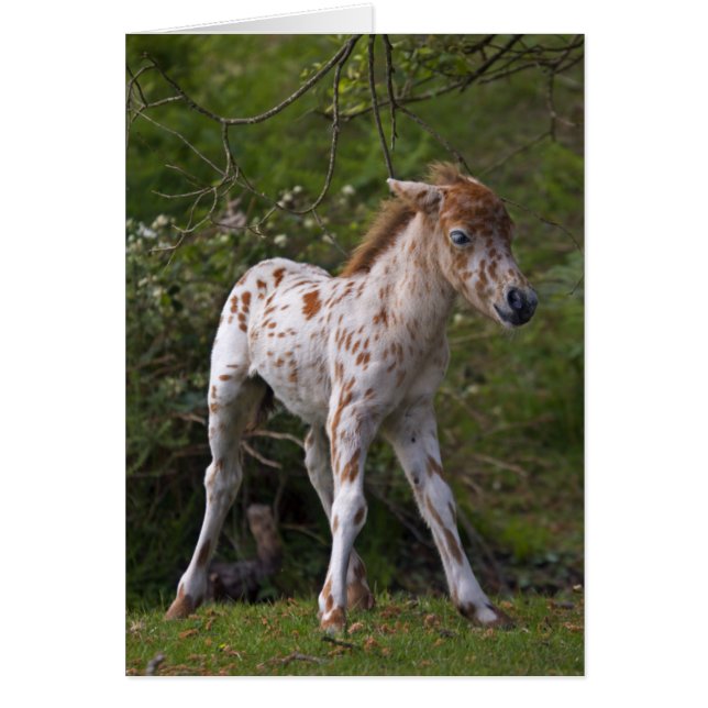 Kaart voor sproeten (Voorkant)