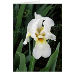 kaart - White Iris
