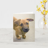 Kaarten 2 van de Nota van de Mengeling van de (Gele Bloem)