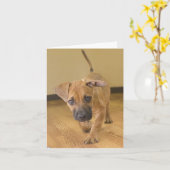 Kaarten 2 van de Nota van de Mengeling van de (Gele Bloem)