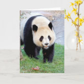 Kaarten met foto reus panda. Panda geant. (Gele Bloem)