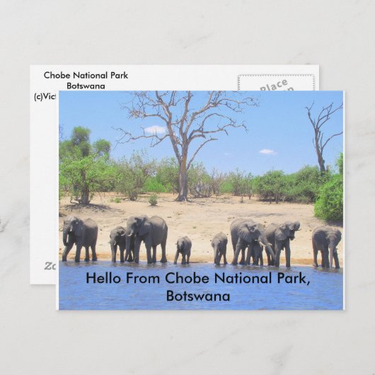 Kaarten voor Elephant Post (Voorkant / Achterkant)