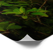 Kaartenboom (Dracaena Concina), Ile Aux Poster (Hoek)