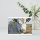 Kabeljauw Briefkaart (Staand voorkant)