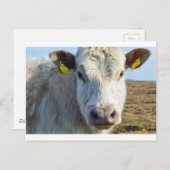 Kabeljauw Briefkaart (Voorkant / Achterkant)