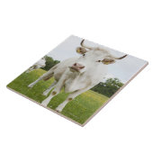 Kabeljauw in grijsveld tegeltje (Zijkant)