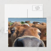 Kabeljauw Nus Closeup Briefkaart (Voorkant / Achterkant)