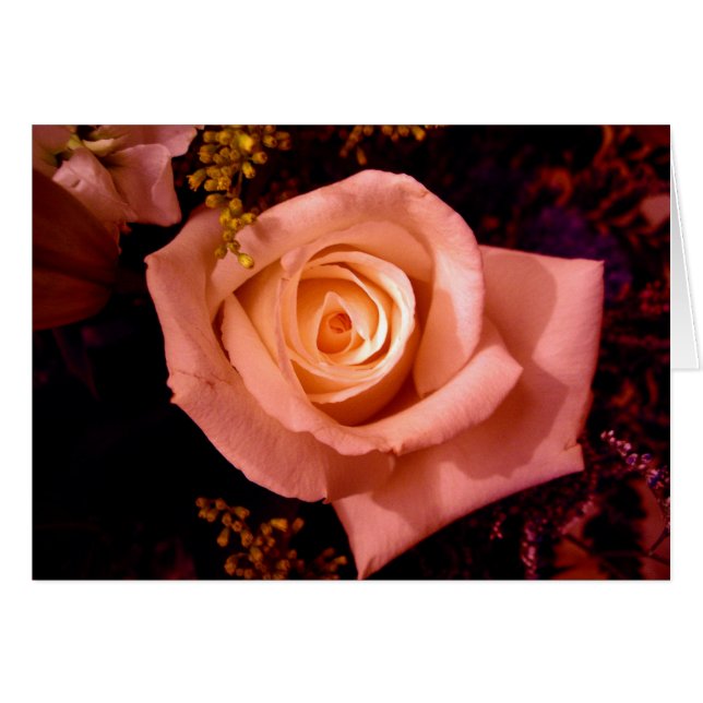 Kacie's Roos (Voorkant Horizontaal)