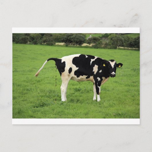 kackende Kuh Briefkaart (Voorkant)