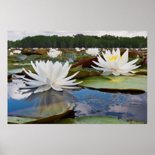 Kaddo-waterLily (Nymphaea Odorata) Poster