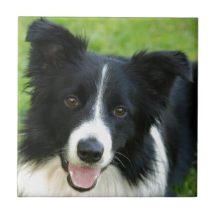 Kader Collie Dog toevoegen Tekstpakket Tegeltje