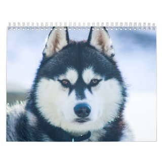 Kaeru Le Calendrier Husky