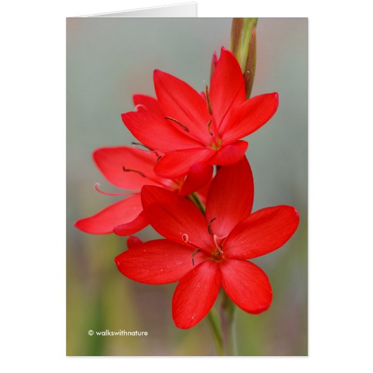 Kaffir Lily/River Lily/Hesperantha Coccinea (Voorkant)