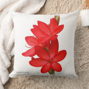 Kaffir Lily/River Lily/Hesperantha Coccinea Kussen