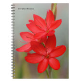 Kaffir Lily/River Lily/Hesperantha Coccinea Notitieboek (Voorkant)