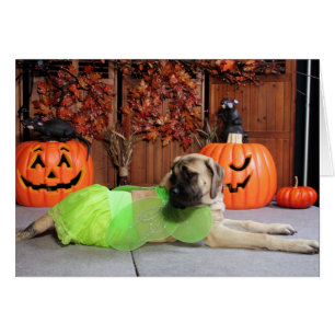 Kahlua - English Mastiff - Phiathep