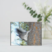Kaibab Squirrel (Sciurus aberti kaibabensis) Briefkaart (Staand voorkant)