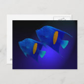 Kaiserfischpaar Briefkaart (Voorkant / Achterkant)