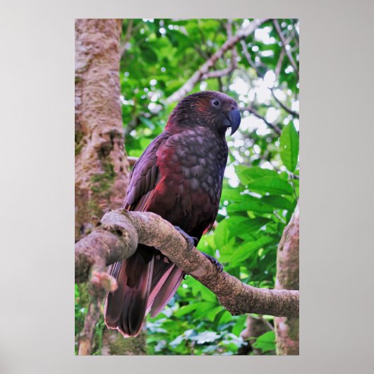 Kaka Poster (Voorkant)