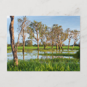 Kakadu billabong Northern Territory Australië Briefkaart