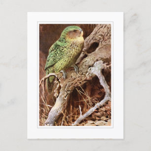 Kakapo Briefkaart