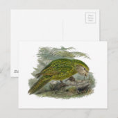 Kakapo Green Owl Parrot, zeldzame vogel illustrati Briefkaart (Voorkant / Achterkant)