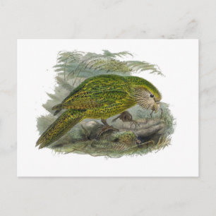 Kakapo Green Owl Parrot, zeldzame vogel illustrati Briefkaart