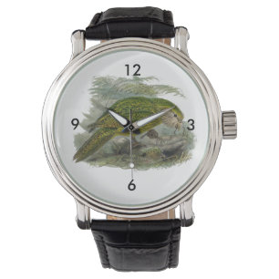 Kakapo Green Owl Parrot, zeldzame vogel illustrati Horloge