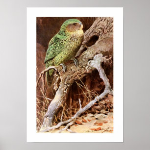 Kakapo Poster