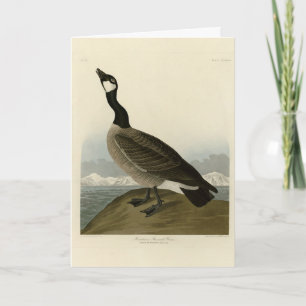 Kakelgans van Audubon's Birds of America Kaart