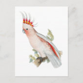 kaketoe papegaaivogel briefkaart (Voorkant)