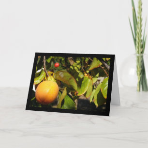 Kaki Fruit in Boom Kaart