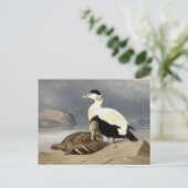 Kaksi Haahkaa van Ferdinand von Wright Briefkaart (Staand voorkant)