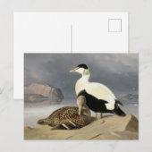 Kaksi Haahkaa van Ferdinand von Wright Briefkaart (Voorkant / Achterkant)