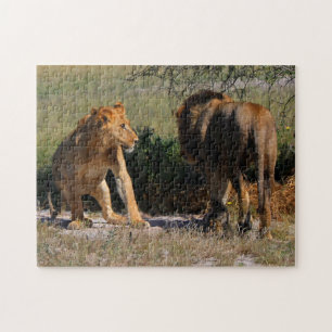 Kalahari Desert Lions Africa Male Vrouw Legpuzzel