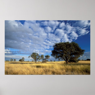 Kalahari Desert Scene, Kgalagadi Transborder Poster