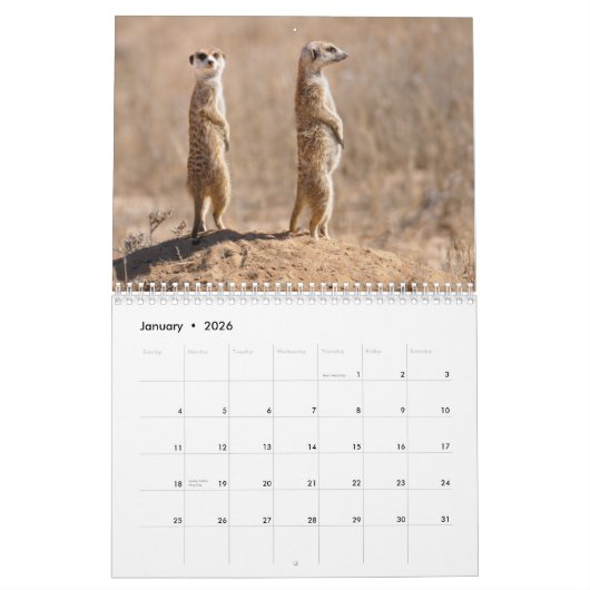 Kalahari ! Mammifères de calendrier de Kgalagadi (Jan 2026)