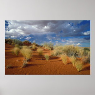 Kalahari-woestijntafereel, Kgalagadi Transfrontier Poster