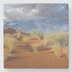 Kalahari-woestijntafereel, Kgalagadi Transfrontier Stenen Onderzetter