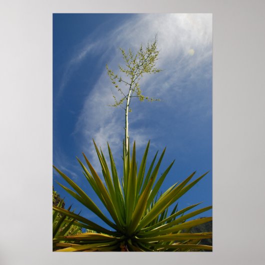 Kalalau Cactus Canvas Print (Voorkant)