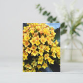 Kalanchoe Blossfeldiana Briefkaart (Staand voorkant)