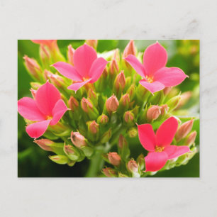 Kalanchoe blossfeldiana briefkaart
