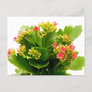 Kalanchoe blossfeldiana briefkaart