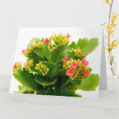 Kalanchoe blossfeldiana kaart (Gele Bloem)