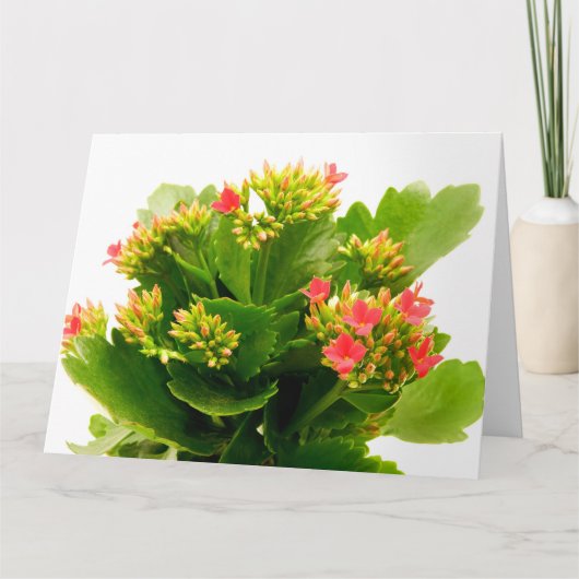 Kalanchoe blossfeldiana kaart (Voorkant)